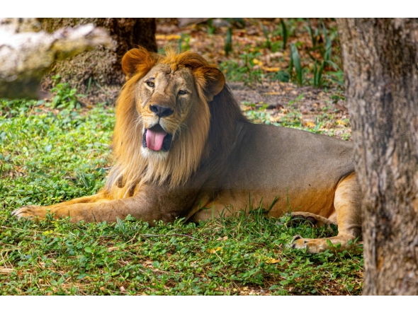 Image representation