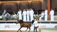 The second day of the Al Shaqab International Arabian Horse Show featured over 90 horses at the Longines Outdoor Arena.