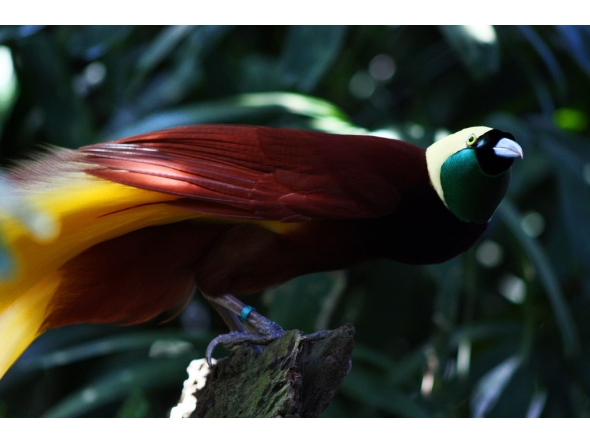 Greater Bird of Paradise by Andrea Lawardi / Wikimedia Commons / CC BY 2.0
