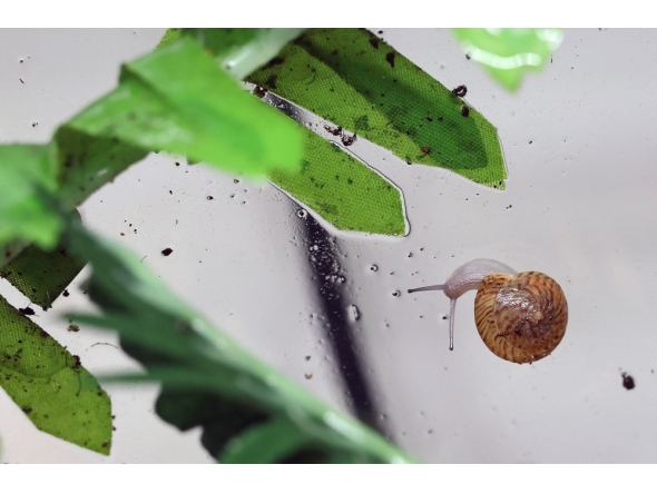 This photo taken on February 2, 2026, shows a greater Bermuda snail in a tank at Chester Zoo in Chester, north-west England. (Photo by Darren Staples / AFP)