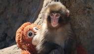 This photo taken on February 19, 2026 shows a seven month-old male macaque monkey named Punch, who was abandoned by his mother shortly after birth, sitting with a stuffed orangutan toy at Ichikawa City Zoo and Botanical Gardens in Chiba Prefecture. (Photo by JIJI PRESS / AFP) / Japan OUT