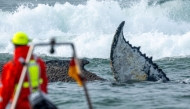 Members of the Institute of Terrestrial and Aquatic Wildlife Research (ITAW), monitor a stranded whale at the Timmendorfer Beach, northern Germany on March 23, 2026. (Photo by Jens Büttner / dpa / AFP) / Germany OUT