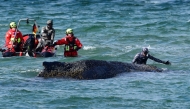 Divers and helpers try to rescue a stranded humpback whale off the Baltic Sea coast of Timmendorfer Strand near Luebeck, northern Germany, on March 26, 2026. Photo by Daniel Bockwoldt / dpa / AFP