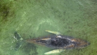 This aerial handout photo taken and released on March 28, 2026 by non-governmental environmental organisation Greenpeace Germany shows a humpback whale stranded off the coast of Wismar, northern Germany. (Photo by Florian Manz / Greenpeace / AFP) 