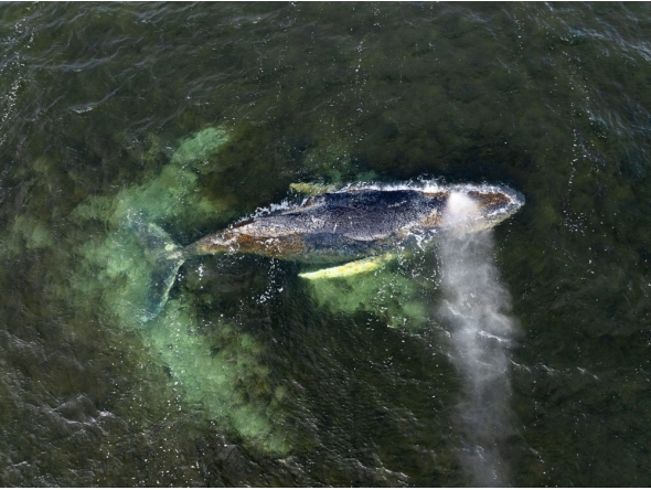 This aerial handout photo taken on March 30, 2026 and released by non-governmental environmental organisation Greenpeace Germany shows a humpback whale in shallow coastal waters in Wismar Bay in the Baltic Sea, off Wismar, northern Germany. (Photo by Daniel Müller / Greenpeace Germany / AFP) 