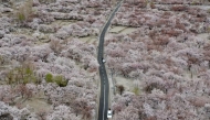 Commuters ride past apricot blossom trees at Ghanche district in Gilgit-Baltistan region on March 30, 2026. (Photo by Manzoor Balti / AFP)
