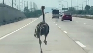 This frame grab from a handout video courtesy of Chairat Sompong taken and released on April 7, 2026 shows an ostrich running along a highway in Thailand's Chonburi province. (Photo by Handout / Courtesy of Chairat Sompong / AFP)