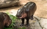 Moo Deng (R), a 1-year-old female pygmy hippo who became a viral internet sensation, eats birthday cake with her mother at Khao Kheow Open Zoo in Chonburi province on July 10, 2025. Photo by Chanakarn Laosarakham / AFP