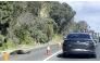 This frame grab from handout video footage by Laura Ellen taken on April 10, 2026 shows traffic along a road in the seaside Australian town of Dromana, located south of Melbourne in the southern state of Victoria, that was briefly diverted after a local seal decided to take a nap. (Photo by Handout / Laura Ellen / AFP
