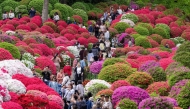 Visitors stroll through the grounds of Nezu Shrine during the annual Azalea Festival in Tokyo on April 14, 2026. (Photo by Kazuhiro NOGI / AFP)