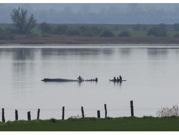 Rescuers try to help a stranded humpback whale off the Baltic Sea coast near the island of Poel, near Wismar, northern Germany, on April 16, 2026. Photo by Danny GOHLKE / AFP
