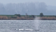 A stranded humpback whale, covered with white blankets to protect its skin, blows a fountain off the Baltic Sea coast at the island of Poel, near the small village of Weitendorf-Hof, northern Germany, on April 19, 2026. Photo by Danny GOHLKE / AFP