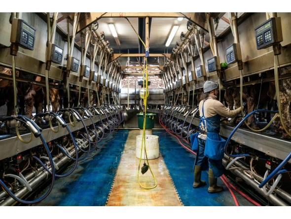 A worker prepares cows to be milked at a dairy farm in Mount Vernon, Washington. Photo credit: David Ryder/Bloomberg
