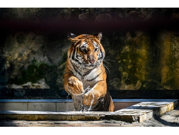 TOPSHOT-BANGLADESH-ENVIRONMENT-SUNDARBANS
This photograph taken on April 7, 2026 shows a Royal Bengal tiger cooling off from the heat inside the Bangladesh National Zoo in Dhaka.
(Photo by Munir UZ ZAMAN / AFP) 
