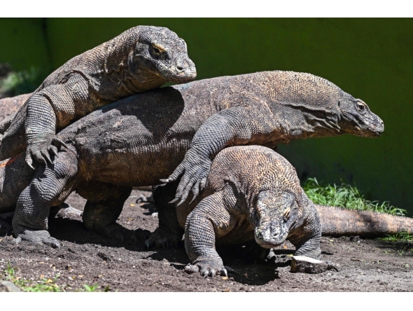 Komodo dragons are seen in an enclosure at Surabaya Zoo in Surabaya on April 29, 2026. (Photo by JUNI KRISWANTO / AFP)
