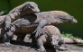
INDONESIA-JAPAN-ANIMAL-CONSERVATION-KOMODO DRAGON
Komodo dragons are seen in an enclosure at Surabaya Zoo in Surabaya on April 29, 2026.
(Photo by JUNI KRISWANTO / AFP)
