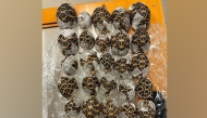 This handout photo taken and released on April 29, 2026 by Thailand's Department of National Parks, Wildlife and Plant Conservation (DNP) shows Indian star tortoises confiscated from a women attempting to travel with them at Suvarnabhumi International Airport in Bangkok. (Photo by Handout / National Park, Wildlife and plant conservation department (DNP) / AFP) / XGTY