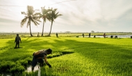 Farmers in a rice field in Nueva Ecija, Philippines. (Martin San Diego/For The Washington Post)
