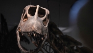 A model skeleton of Nagatitan chaiyaphumensis, Thailand's largest dinosaur, is pictured at the Thainosaur Museum in Bangkok on May 15, 2026. (Photo by Lillian Suwanrumpha / AFP)
 