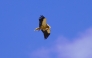 This file photo taken on September 12, 2024 shows an Egyptian vulture (Neophron percnopterus) flying over Gjirokaster, Albania. (Photo by Raimond Kola / AFP)
