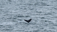 A whale dives at the Beagle channel near Ushuaia, Tierra del Fuego, Argentina at dawn on May 19, 2026. (Photo by Juan Mabromata / AFP)
 