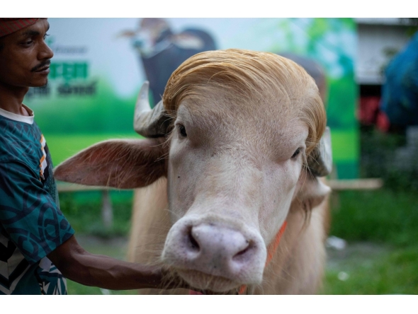 This photograph taken on May 17, 2026 shows a caretaker attending an albino buffalo nicknamed 