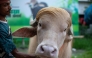 This photograph taken on May 17, 2026 shows a caretaker attending an albino buffalo nicknamed 