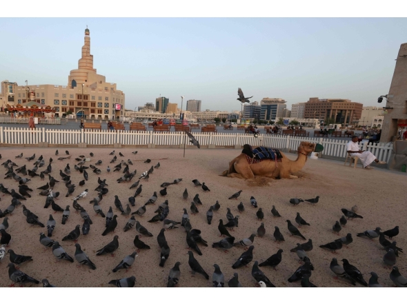 Pigeons stand in the manage allocated for camel rides as the guide waits for customers at Souq Waqif on the eve of the Muslim holiday of Eid al-Adha in Doha on May 26, 2026. Photo by Karim Jaafar / AFP