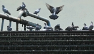 A flock of pigeons sits on cooling water pipes of the air-conditioning unit at an industrial site in Navi Mumbai on May 26, 2026. (Photo by Indranil Mukherjee / AFP)