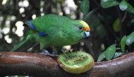 A handout photo taken in Christchurch on May 20, 2026, from The Isaac Conservation and Wildlife Trust shows Nacho. (Photo by Leigh Percasky / The Isaac Conservation and Wildlife Trust / AFP) 