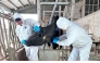 Veterinary workers at a farm in Kazakhstan.