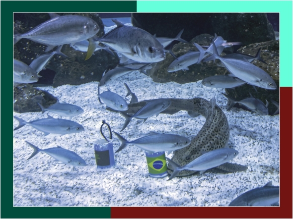 Ritinha is not an expert in football, or any other sport – but just a female sandbar shark currently residing at the Rio de Janeiro’s AquaRio aquarium.
