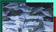 Ritinha is not an expert in football, or any other sport – but just a female sandbar shark currently residing at the Rio de Janeiro’s AquaRio aquarium.
