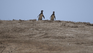 Humboldt penguins (Spheniscus humboldti) are seen at the Punta San Juan National Reserve in the Marcona district, Ica department, southern Peru on September 29, 2025. Photo by ERNESTO BENAVIDES / AFP