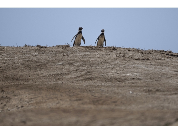 Humboldt penguins (Spheniscus humboldti) are seen at the Punta San Juan National Reserve in the Marcona district, Ica department, southern Peru on September 29, 2025. Photo by ERNESTO BENAVIDES / AFP