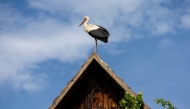 A stork stands on top of the roof of an old wooden house in Cigoc on June 11, 2026. (Photo by Marko Perkov / AFP)