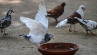 This photograph taken on July 10, 2026 shows a pigeon drinking from a bowl of water in Islamabad. (Photo by Farooq Naeem / AFP)