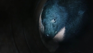 This frame grab from an AFP TV video shows a small female black bear being illuminated by a flashlight while caught in a bear trap in Ina, Nagano Prefecture, on July 14, 2026. (Photo by Harumi Ozawa / AFP)