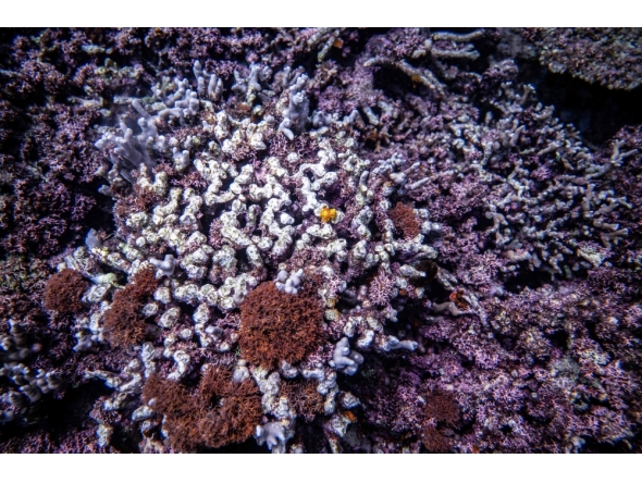 This underwater picture taken on July 9, 2026 shows coral in a shallow area of the sea near Onna village, Okinawa Prefecture. Photo by Philip Fong / AFP