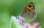 (FILES) This photograph shows a Wall Brown butterfly, a flying insect, drinking nectar from a flower with its proboscis at the Parc Floral in eastern Paris on July 29, 2025. (Photo by Martin LELIEVRE / AFP)