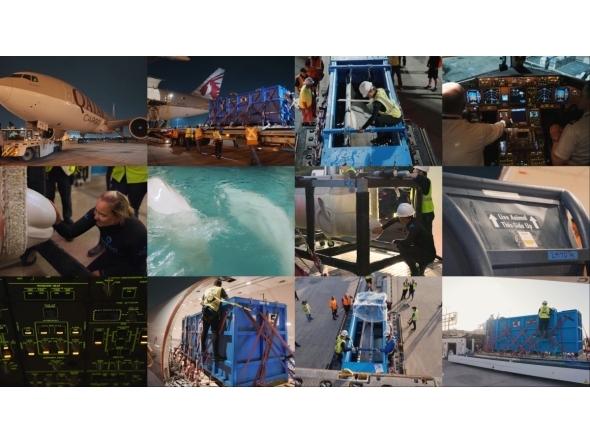 A collage of screenshots from the video shared by Qatar Airways.