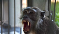 A long-tailed macaque is seen after it was caught in a trap the previous day, at the Animal Rescue Center for observation in Pekanbaru, Riau, on August 7, 2026. Photo by WAHYUDI / AFP