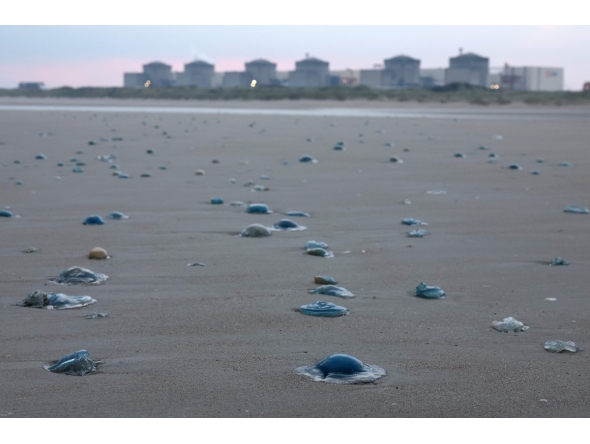 Jellyfish lay on the shore near the Gravelines nuclear power plant in Gravelines, northern France on August 12, 2025. Photo by Sameer AL-DOUMY / AFP