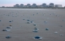 Jellyfish lay on the shore near the Gravelines nuclear power plant in Gravelines, northern France on August 12, 2025. Photo by Sameer AL-DOUMY / AFP