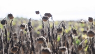 This picture shows a field of dry sunflowers in Bois-de-Cene, western France, on September 3, 2026. Photo by Loic VENANCE / AFP