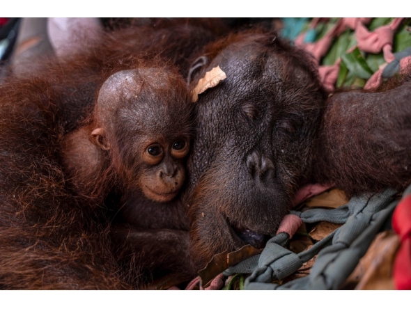 This handout photo taken on September 3, 2026 and obtained on September 5, 2026 from Yayasan Inisiasi Alam Rehabilitasi Indonesia (YIARI) and Indonesia's Ministry of Forestry shows a mother-and-baby orangutan pair being evacuated by officials due to forest and land fires in Sungai Awan Kiri village, in the Muara Pawan district of Ketapang, West Kalimantan. (Photo by Muffidz Maum / various sources / AFP) 