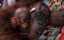 This handout photo taken on September 3, 2026 and obtained on September 5, 2026 from Yayasan Inisiasi Alam Rehabilitasi Indonesia (YIARI) and Indonesia's Ministry of Forestry shows a mother-and-baby orangutan pair being evacuated by officials due to forest and land fires in Sungai Awan Kiri village, in the Muara Pawan district of Ketapang, West Kalimantan. (Photo by Muffidz Maum / various sources / AFP) 