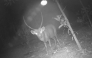 This undated photo shows a Hog Deer in Koh Kong province of Cambodia. (Cambodian Ministry of Environment/Handout via Xinhua)