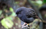 This handout photo taken by Calen Teague on October 28, 2024, and released by Royal Forest & Bird Society of New Zealand on September 21, 2026, shows the critically endangered black robin on a branch on Chatham Island. (Photo by Calen Teague / Royal Forest & Bird Society of New Zealand / AFP)