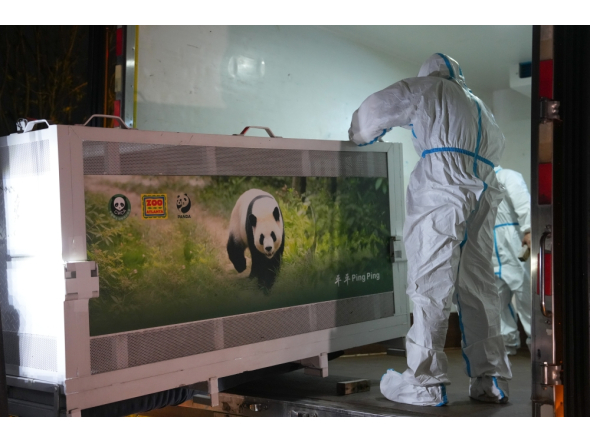 Staff members transfer giant panda Ping Ping at the Chengdu Research Base of Giant Panda Breeding in Chengdu, southwest China's Sichuan Province, Sept. 26, 2026. (Xinhua/Xu Bingjie)